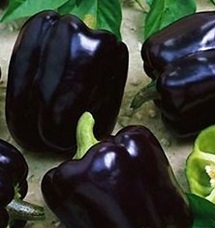перец сладкий Черный куб